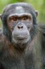 Africa, Uganda, Kibale Forest National Park. Chimpanzee in forest. Art Print